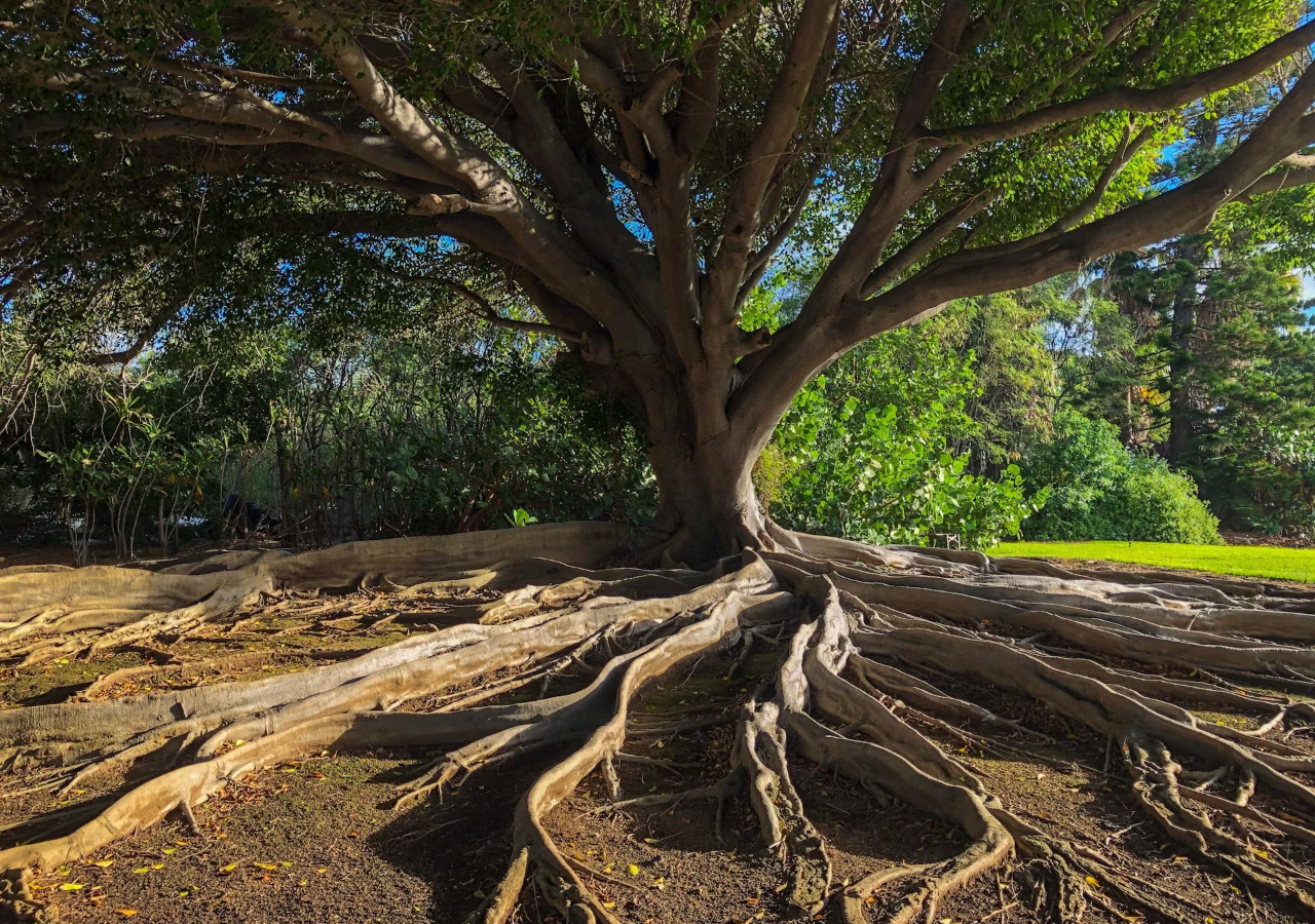 baum-wurzeln-wald_nachhaltige-entwicklung